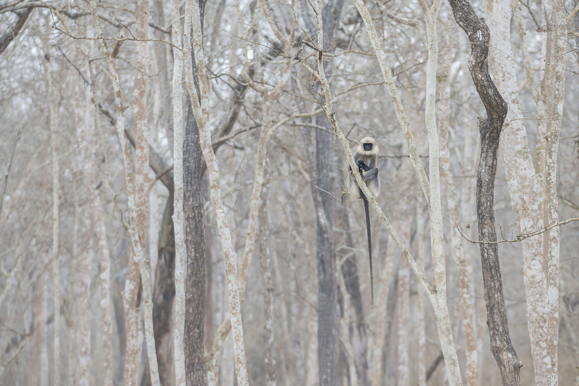 Kabini - Hoelmans De hoelmans of grijze langoeren (Gray langur, Semnopithecus) zijn de meestvoorkomende langoeren in Zuid Azië. Wij trokken naar de jungle van Kabini in februari in het droge seizoen wanneer de bomen dan geen groene bladeren meer hebben. Stefan Cruysberghs